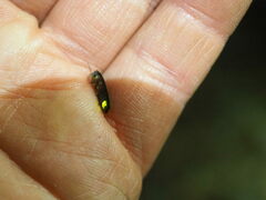 Lamprohiza splendidula