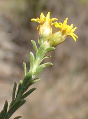Oedera genistifolia