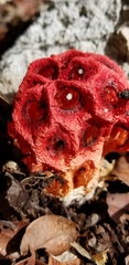 Clathrus crispus