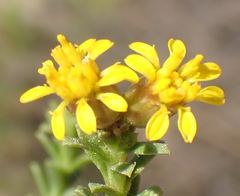 Oedera genistifolia