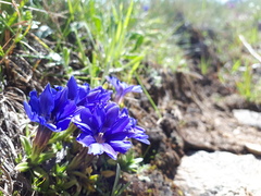 Gentiana dshimilensis