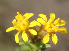 Oedera genistifolia