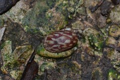 Theodoxus fluviatilis