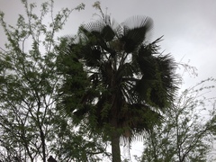 Copernicia prunifera