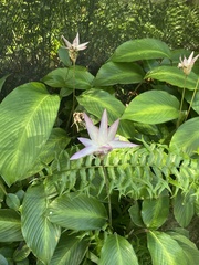 Hosta sieboldii
