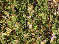 Symphyotrichum spathulatum