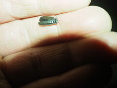 Lamprohiza splendidula