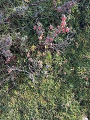 Anemonastrum obtusilobum