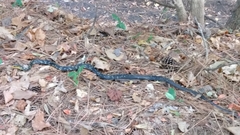 Coluber constrictor anthicus