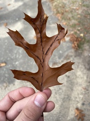 Macrodiplosis qoruca