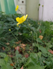 Ranunculus acris