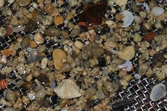 Potamopyrgus antipodarum