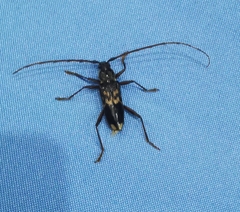 Phoracantha semipunctata