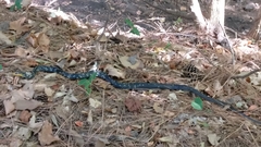 Coluber constrictor anthicus