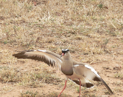 Vanellus coronatus