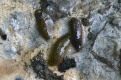 Glossiphoniidae