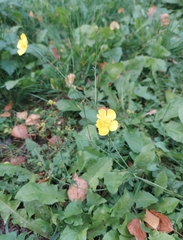 Ranunculus acris