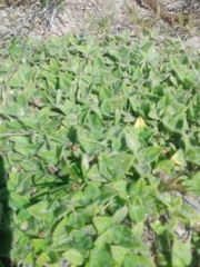 Richardia humistrata