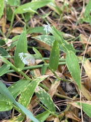 Thuarea involuta