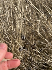 Camassia
