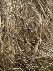 Camassia