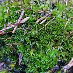 Hydrogonium croceum