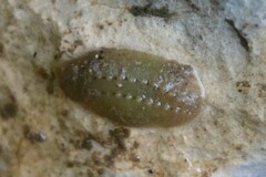 Glossiphoniidae