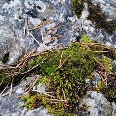 Hydrogonium croceum