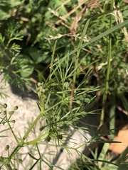 Cyclospermum leptophyllum