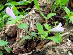 Ruellia prostrata