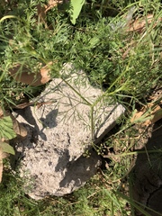 Cyclospermum leptophyllum