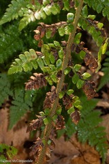 Polystichum braunii image