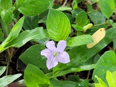 Ruellia prostrata