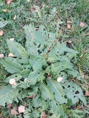 Rumex obtusifolius