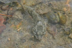 Cottus