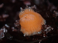 Epiactis prolifera