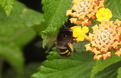 Amegilla quadrifasciata maderae