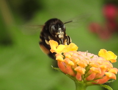 Amegilla quadrifasciata maderae