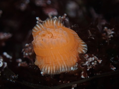 Epiactis prolifera
