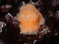 Epiactis prolifera