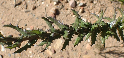 Image of Senecio ilicifolius by (c) Nicola van Berkel, some rights reserved (CC BY-SA)