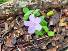 Ruellia prostrata