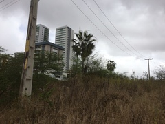 Copernicia prunifera