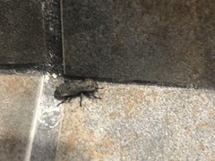 Phloeodes diabolicus