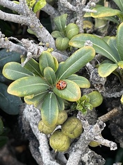Harmonia axyridis