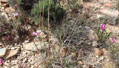 Dianthus basuticus fourcadei