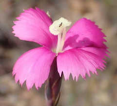 Dianthus basuticus fourcadei