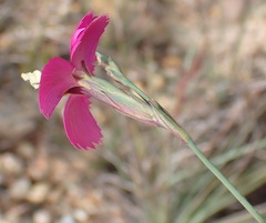 Dianthus basuticus fourcadei