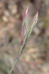 Dianthus basuticus fourcadei