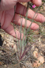 Dianthus basuticus fourcadei